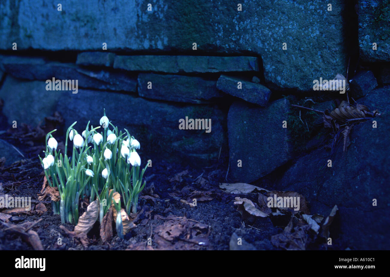 Snowdrop shot on tungsten film with blue cast Rivington Stock Photo
