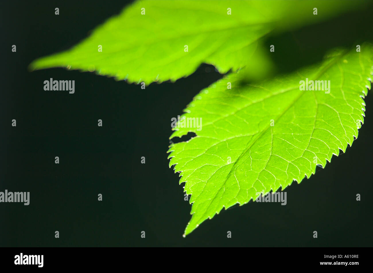 Green leaves hi-res stock photography and images - Alamy