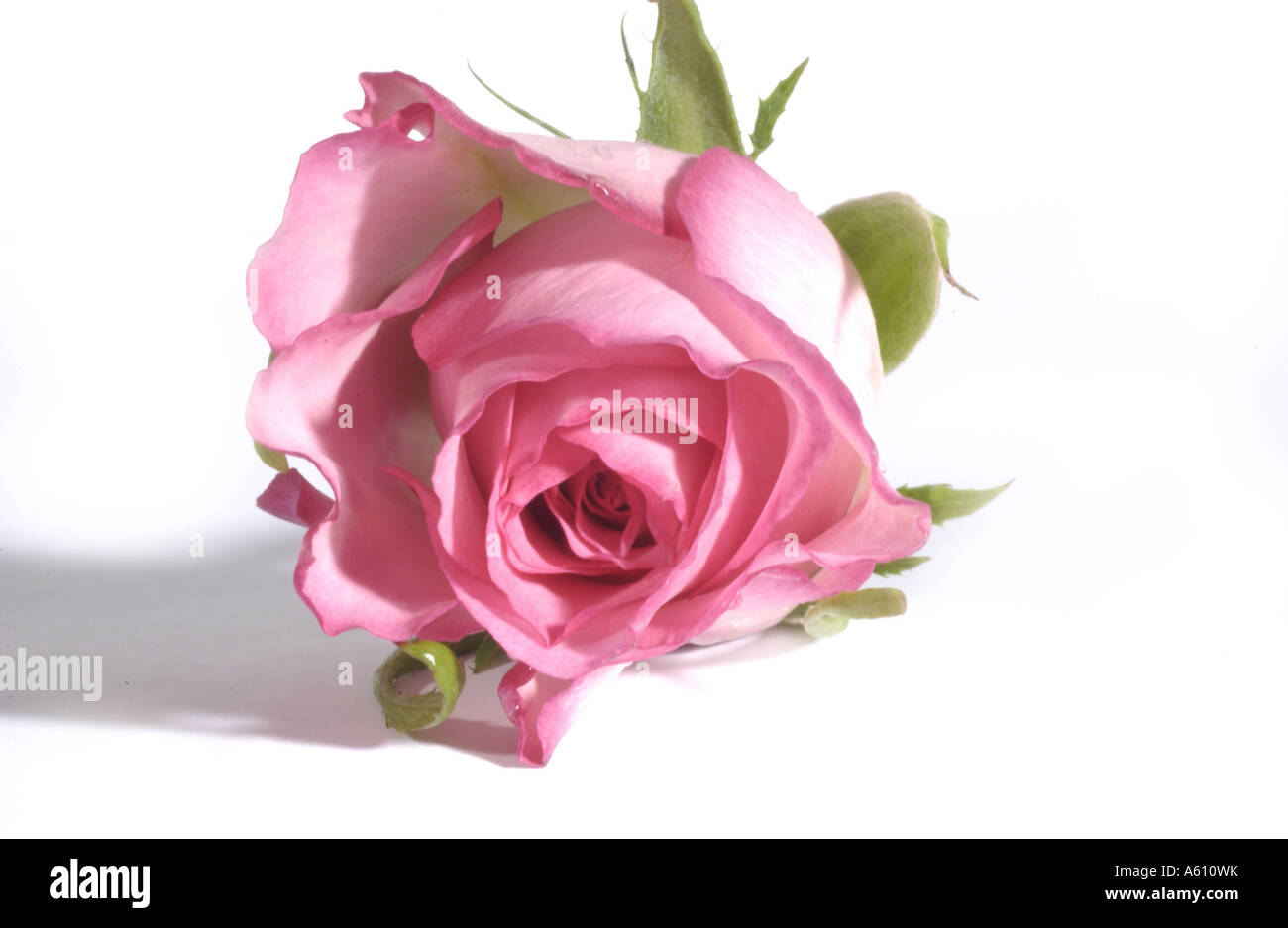 Green leaves and pink hi-res stock photography and images - Alamy