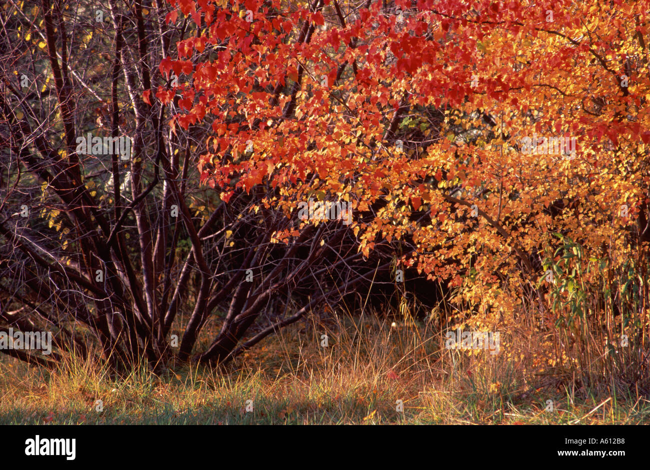 Bushes turn red in autumn Stock Photo - Alamy