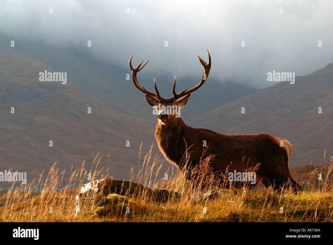 Red Stag Live Chat Red Stag Live Chat