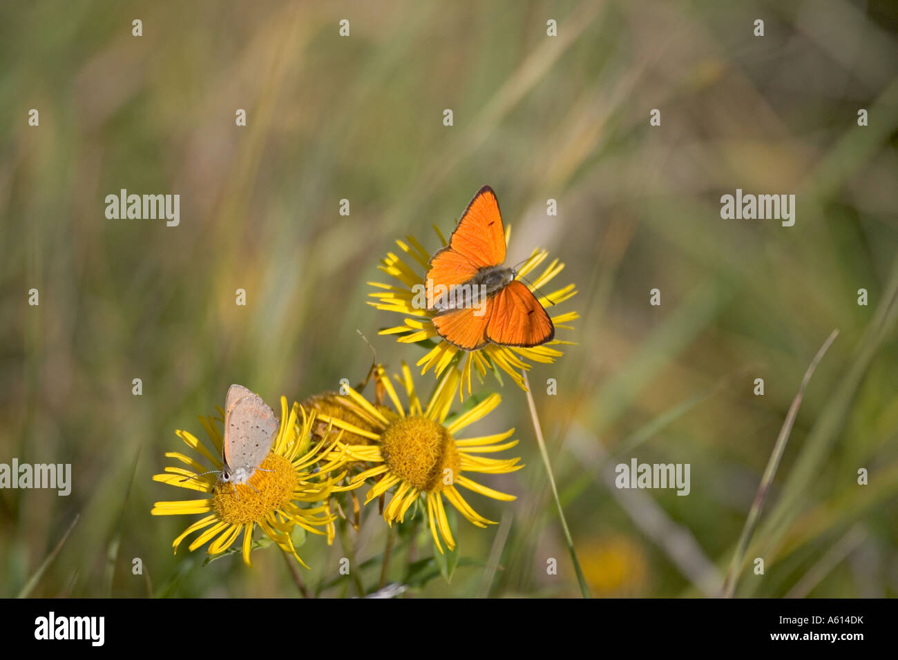 Large copper Lycaena dispar on Ragwort flowers with Small copper Lycaena phlaeas Hortobagy Hungary Stock Photo