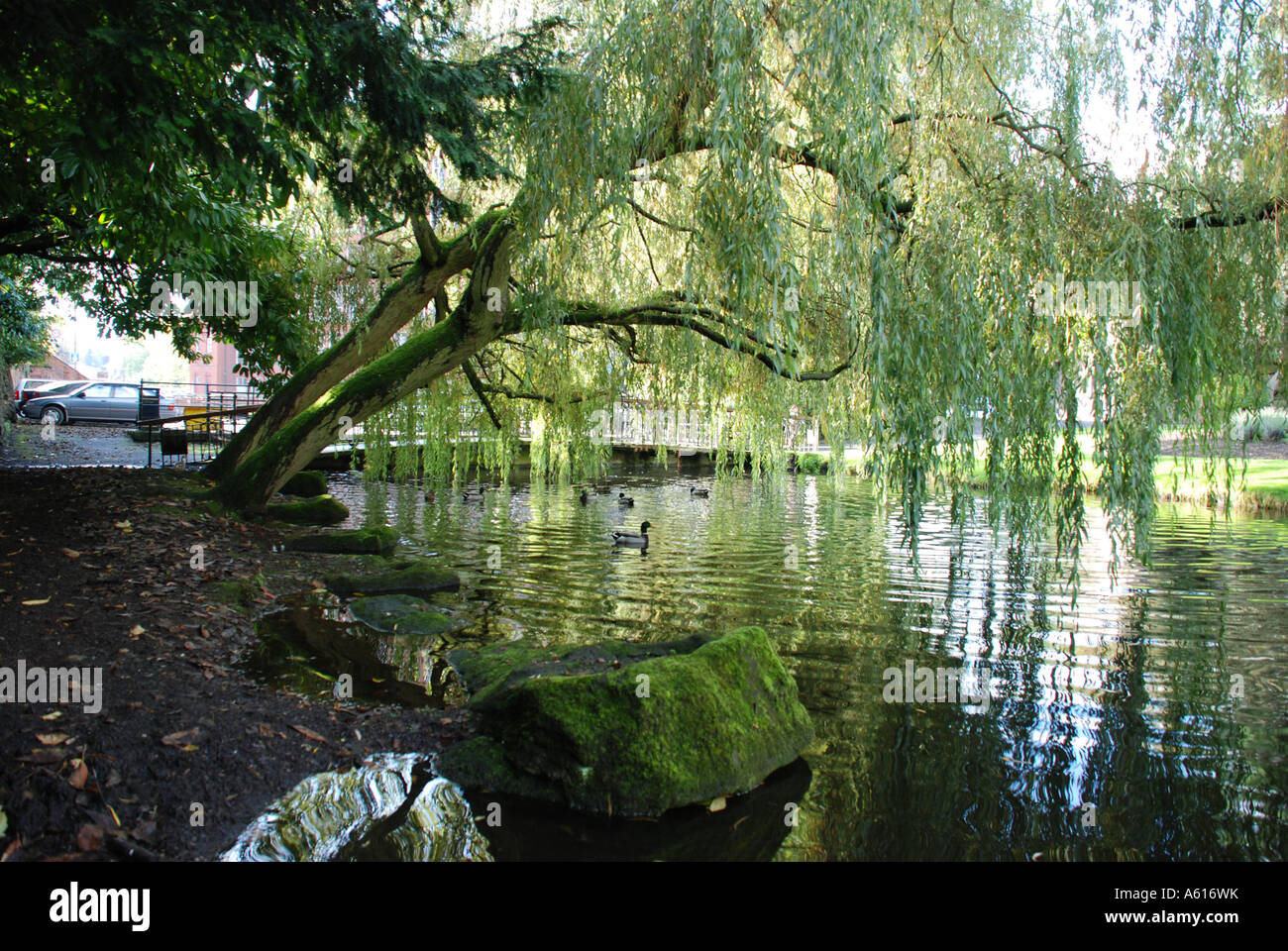 Ducks under a Willow tree, Belper River Gardens, Derbyshire Stock Photo
