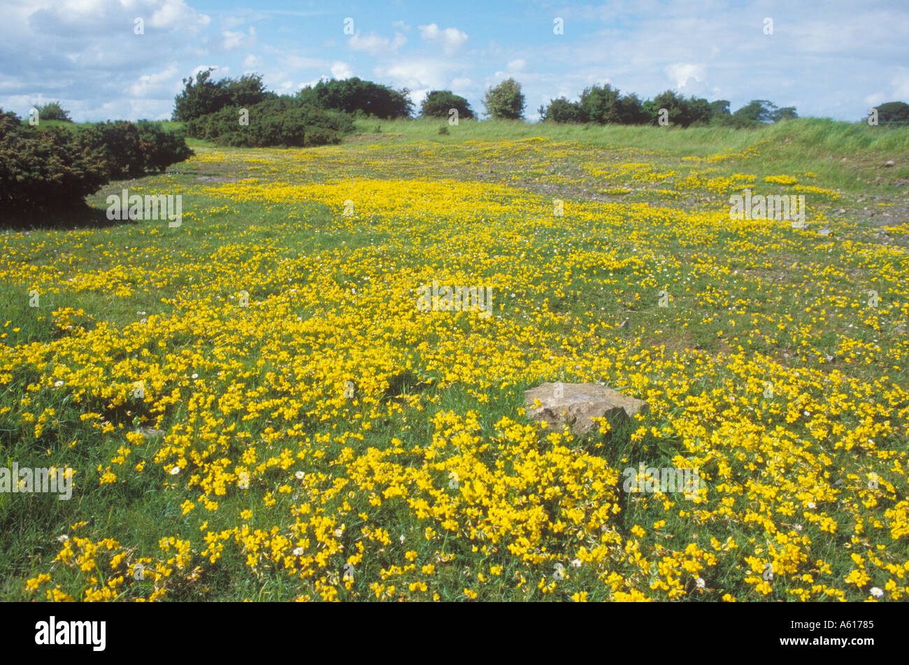 Birdsfoot Trefoil covers the ground with a mass of bright yellow flowers Stock Photo