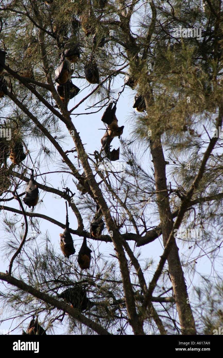 Fruit bats hanging from trees in Orissa ,India Stock Photo Alamy
