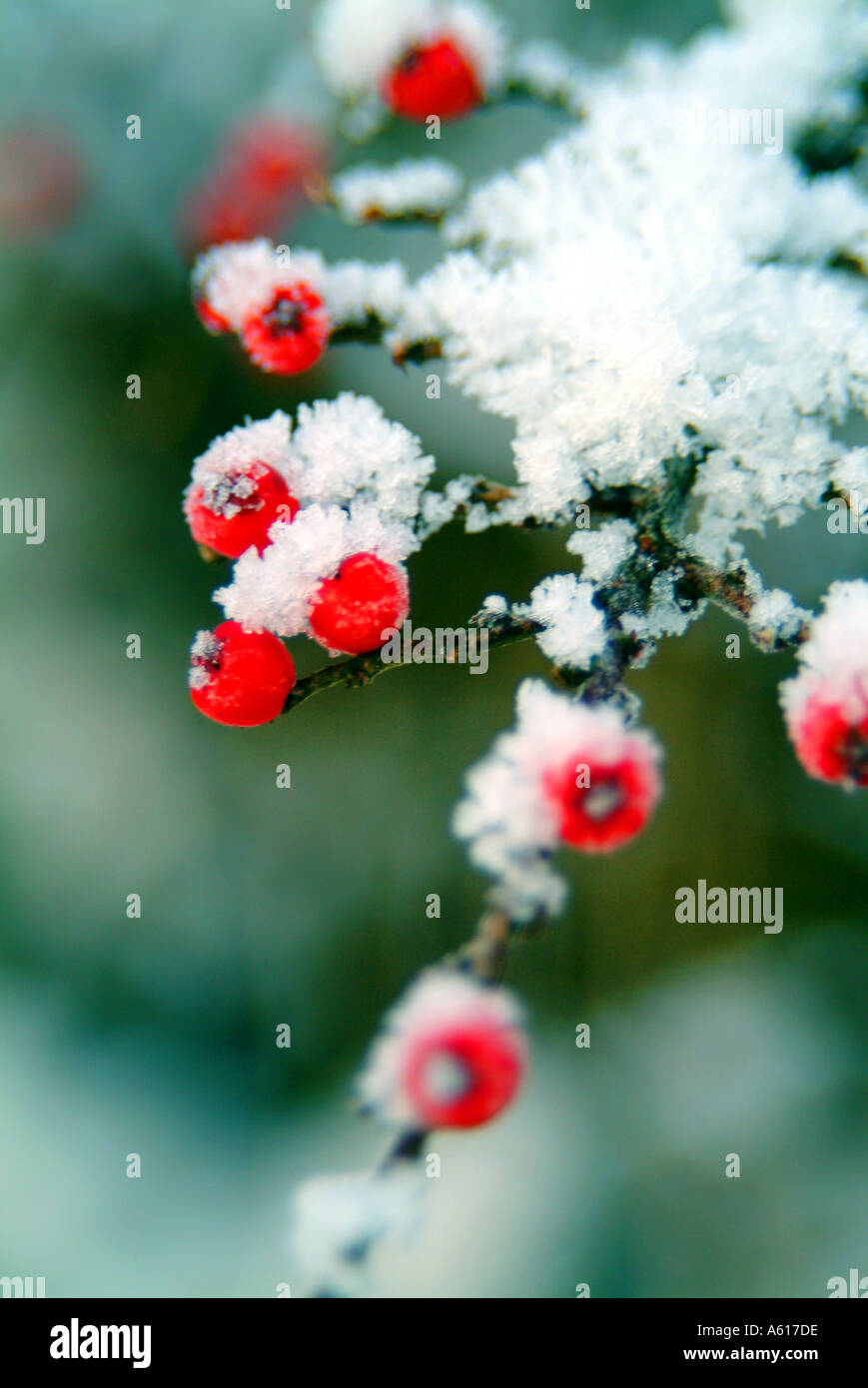 snow red berries Stock Photo - Alamy