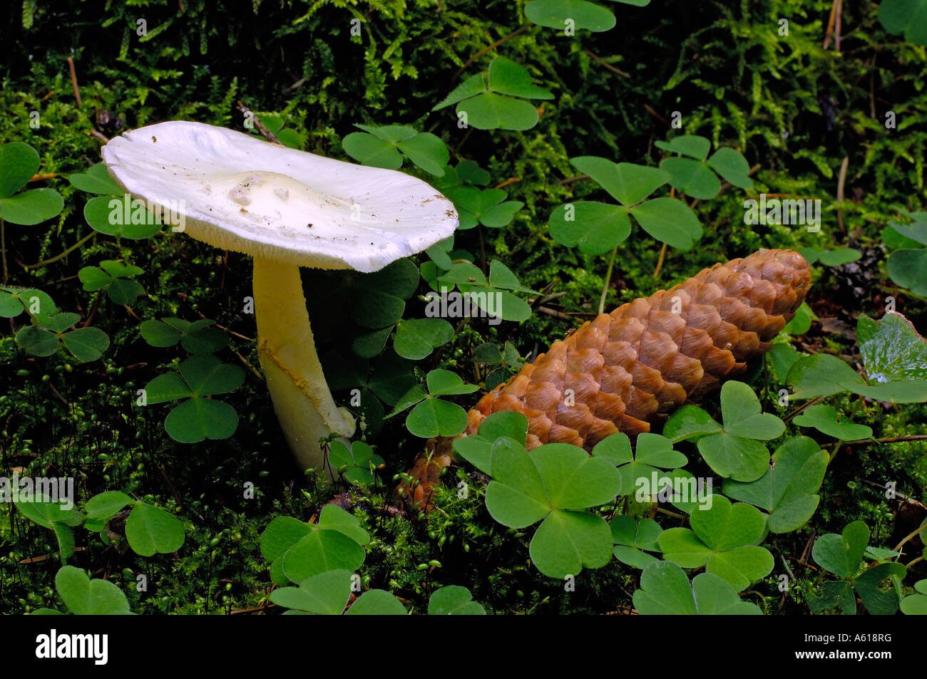 Mushroom, Hebeloma spec., , germany Stock Photo