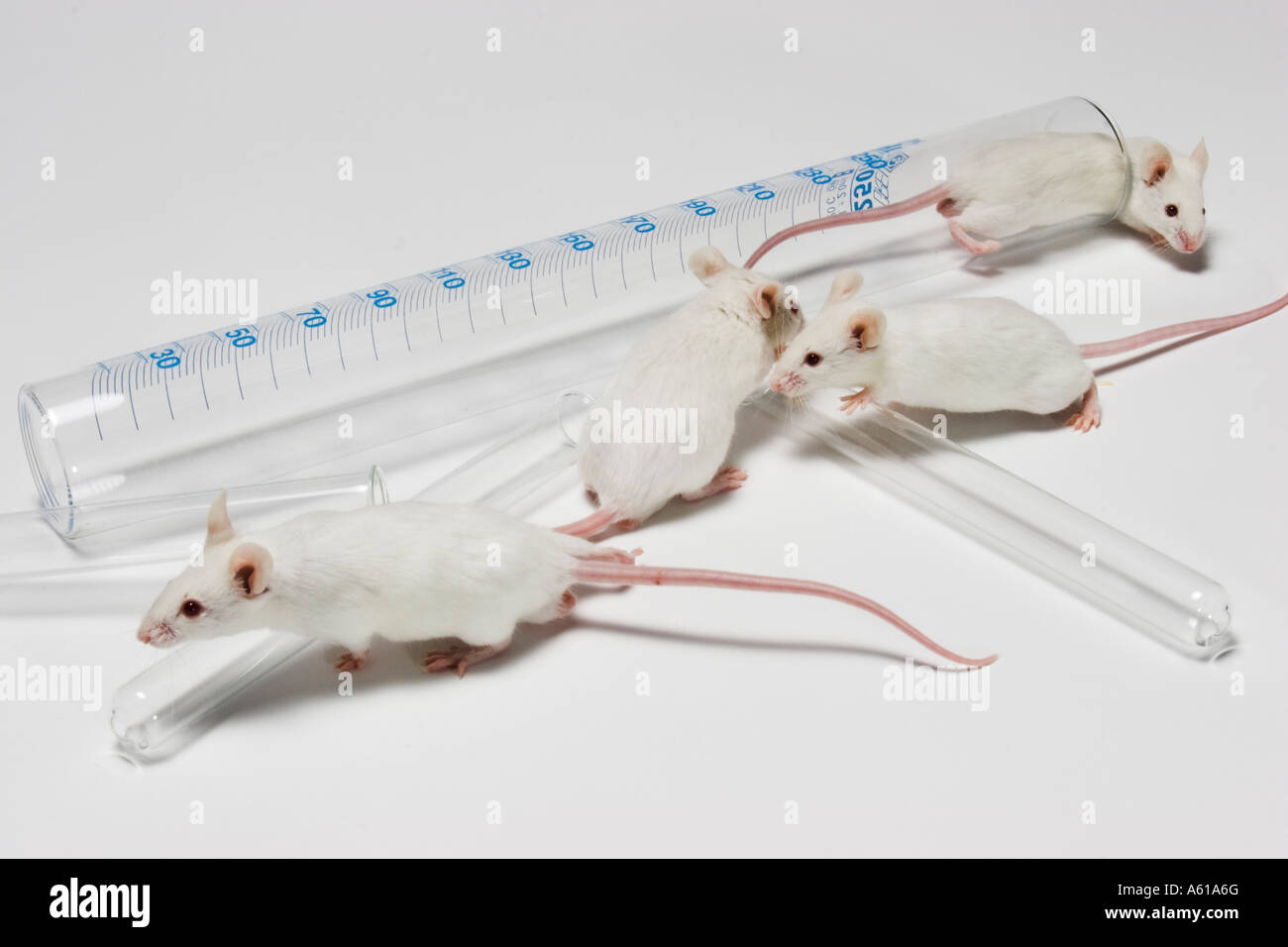 Mice test tube Stock Photo