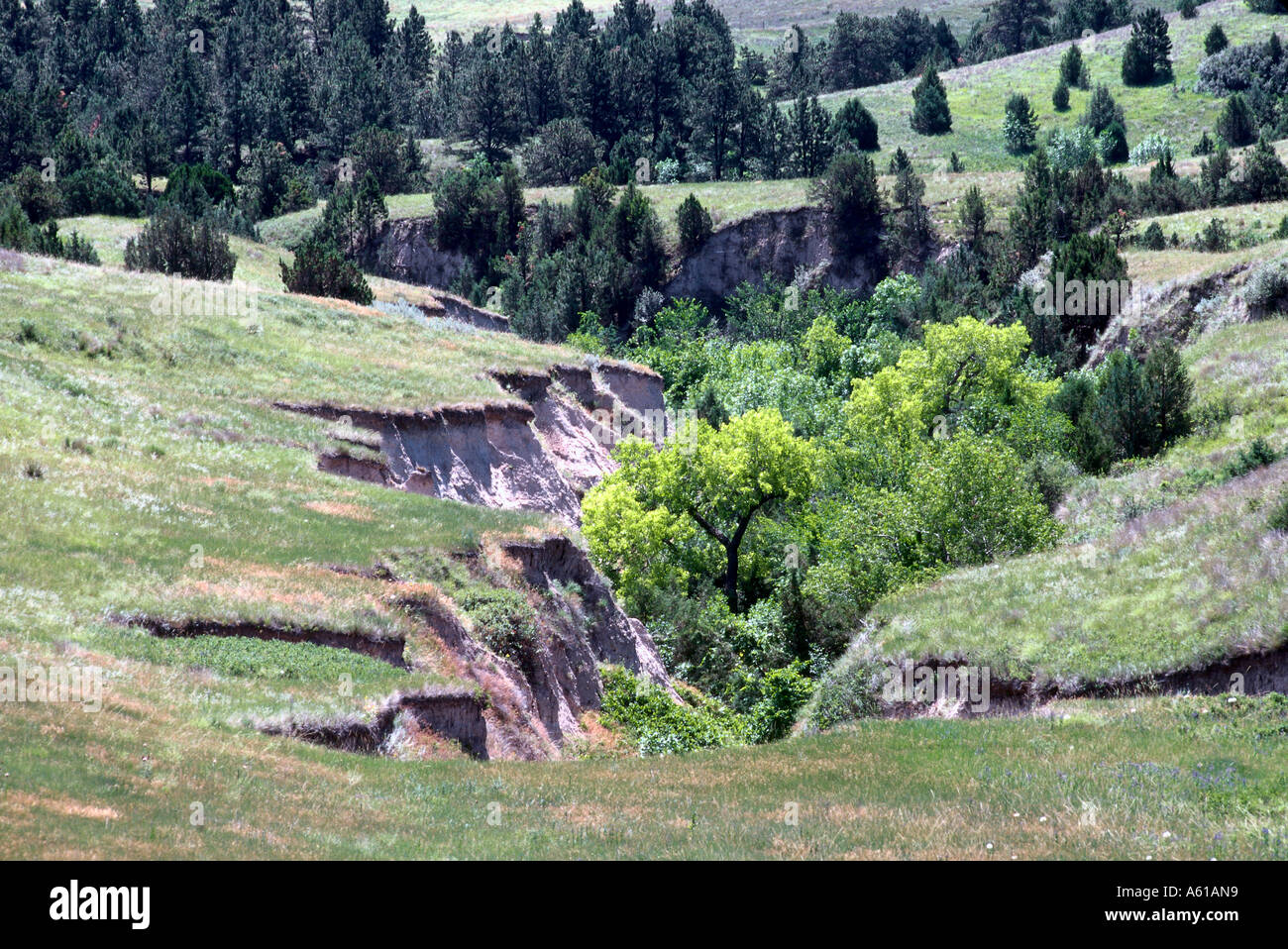 Trees on landscape, Pine Ridge Indian Reservation, South Dakota, USA 
