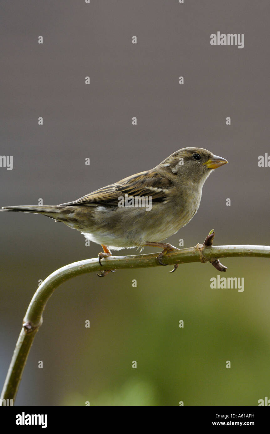 House Sparrow (Passer domesticus), female Stock Photo