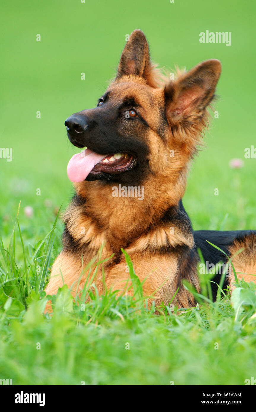 Alsatian pets hi-res stock photography and images - Alamy