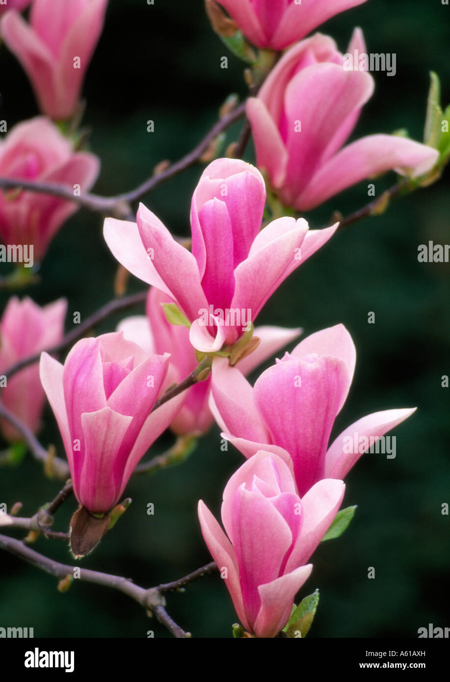 Magnolia Heaven Scent Stock Photo