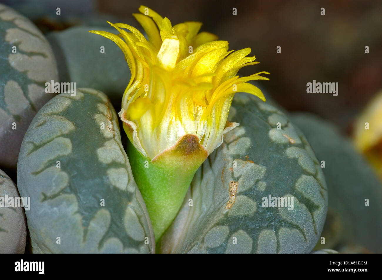 Blooming Lithops otzeniana Stock Photo - Alamy