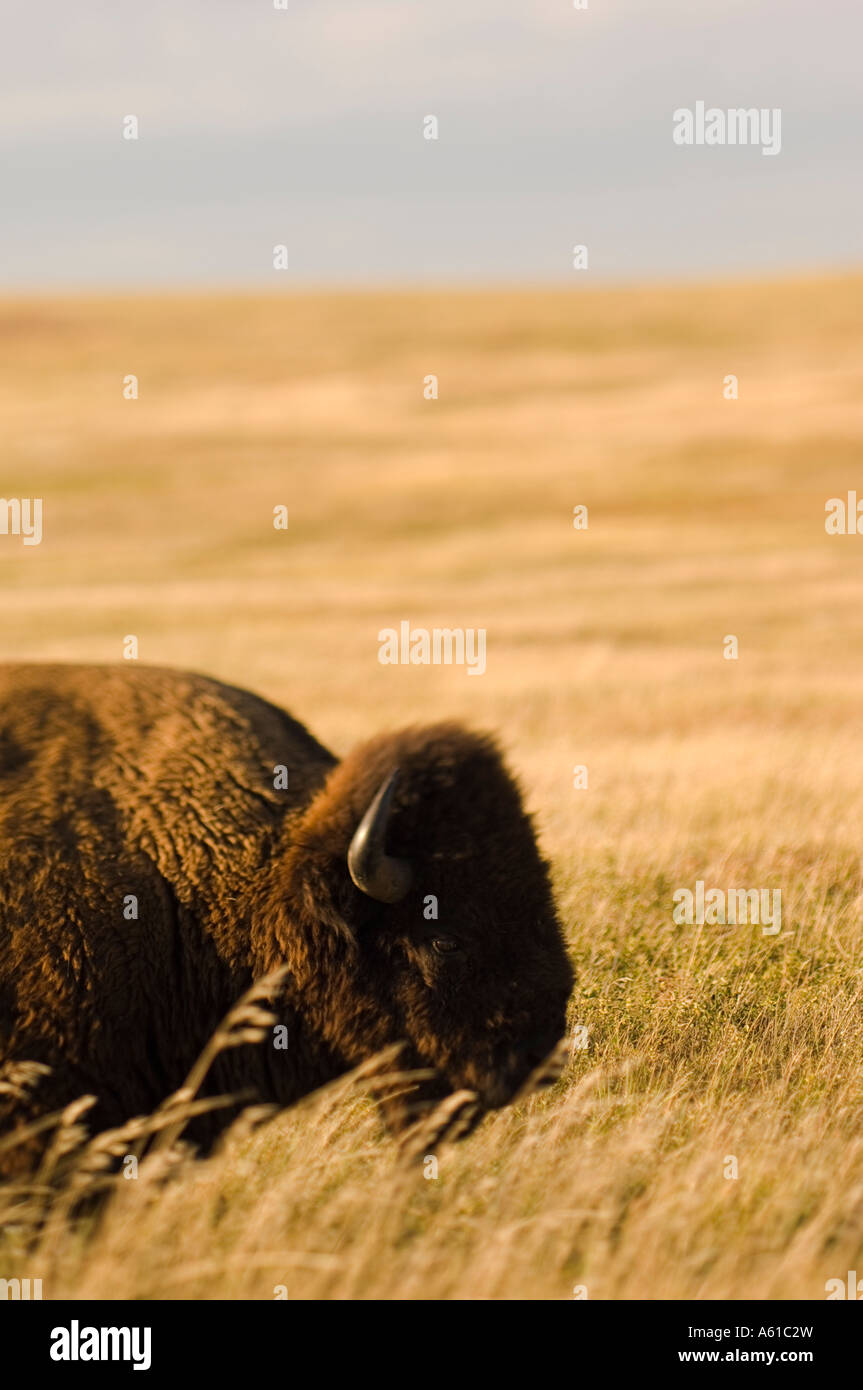 Bison in the Grasslands of Theodore Roosevelt National Park North
