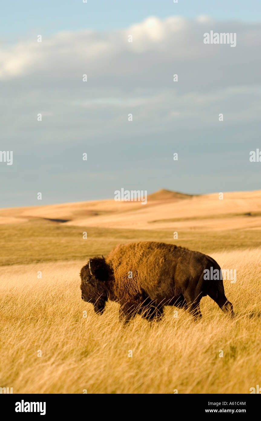 Bison in the Grasslands of Theodore Roosevelt National Park North