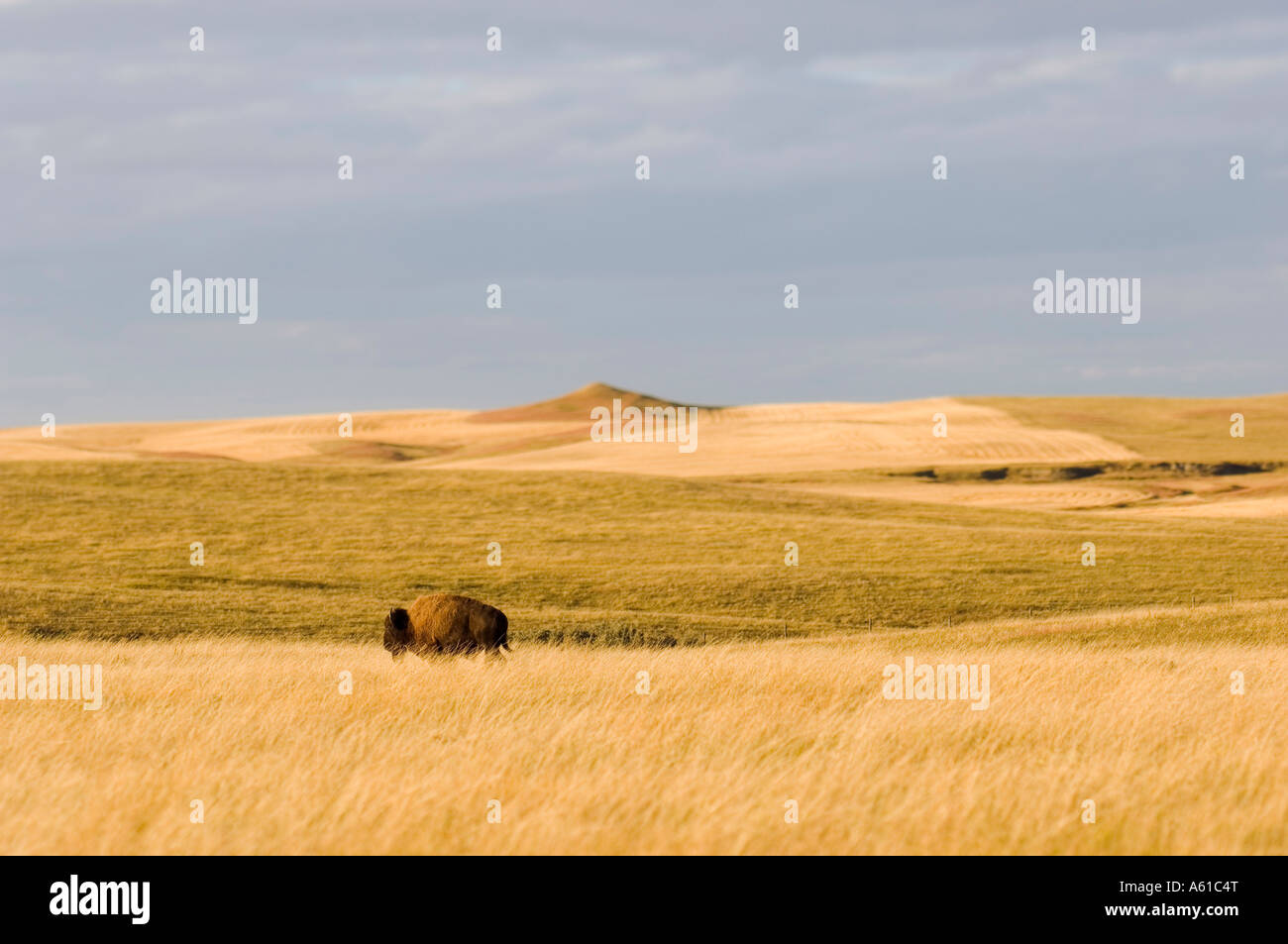 Bison in the Grasslands of Theodore Roosevelt National Park North