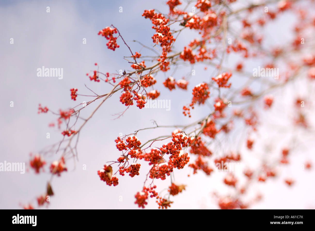 Winter berries snow hi-res stock photography and images - Alamy