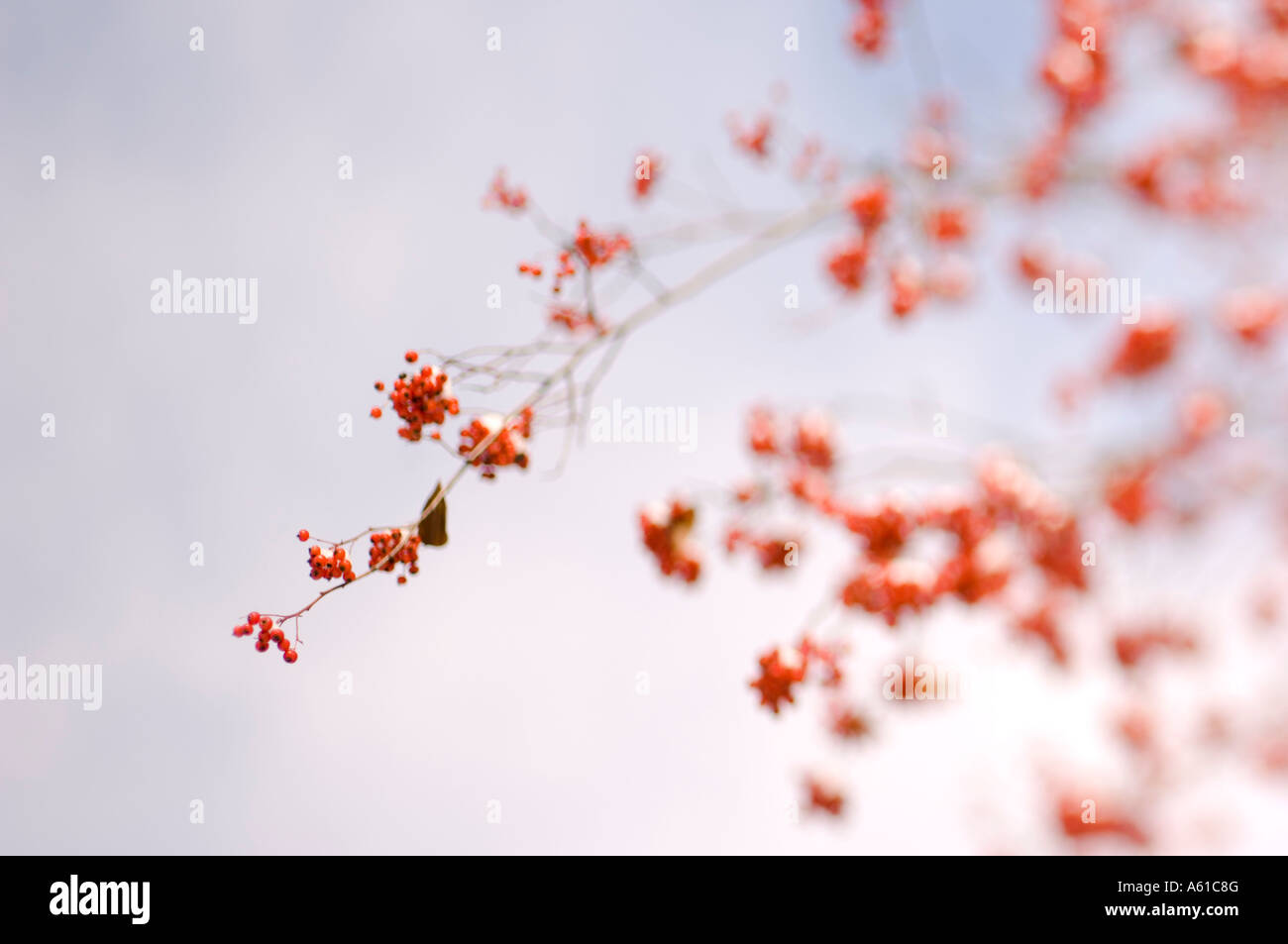 Snow covered berries Stock Photo
