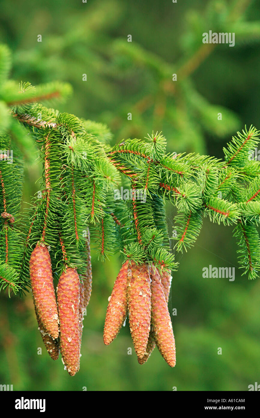 Branche with cones of a Norway Spruce (Picea abies) Stock Photo