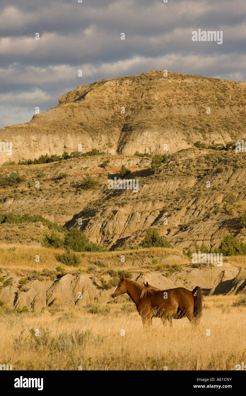 Wild Horses in Theodore Roosevelt National Park North Dakota Stock Photo