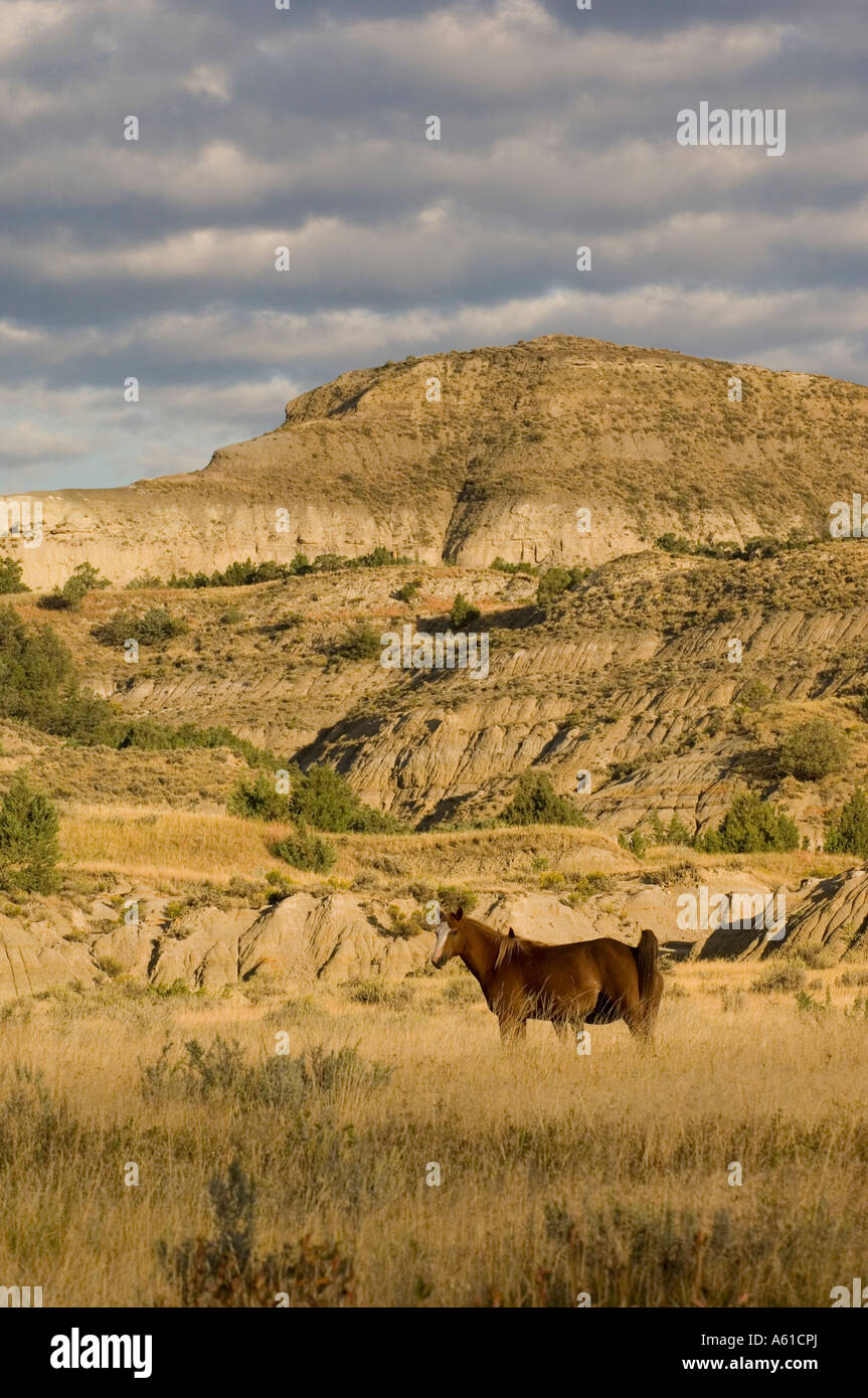 Wild Horses in Theodore Roosevelt National Park North Dakota Stock Photo