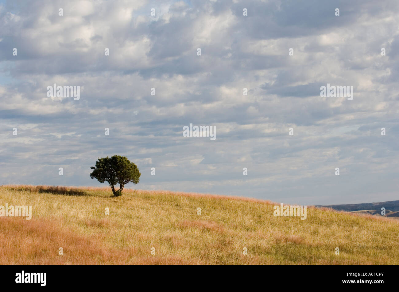 Lone tree in grasslands at Theodore Roosevelt National Park North Dakota Stock Photo