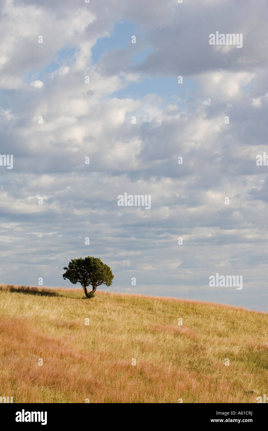 Lone tree in grasslands at Theodore Roosevelt National Park North Dakota Stock Photo