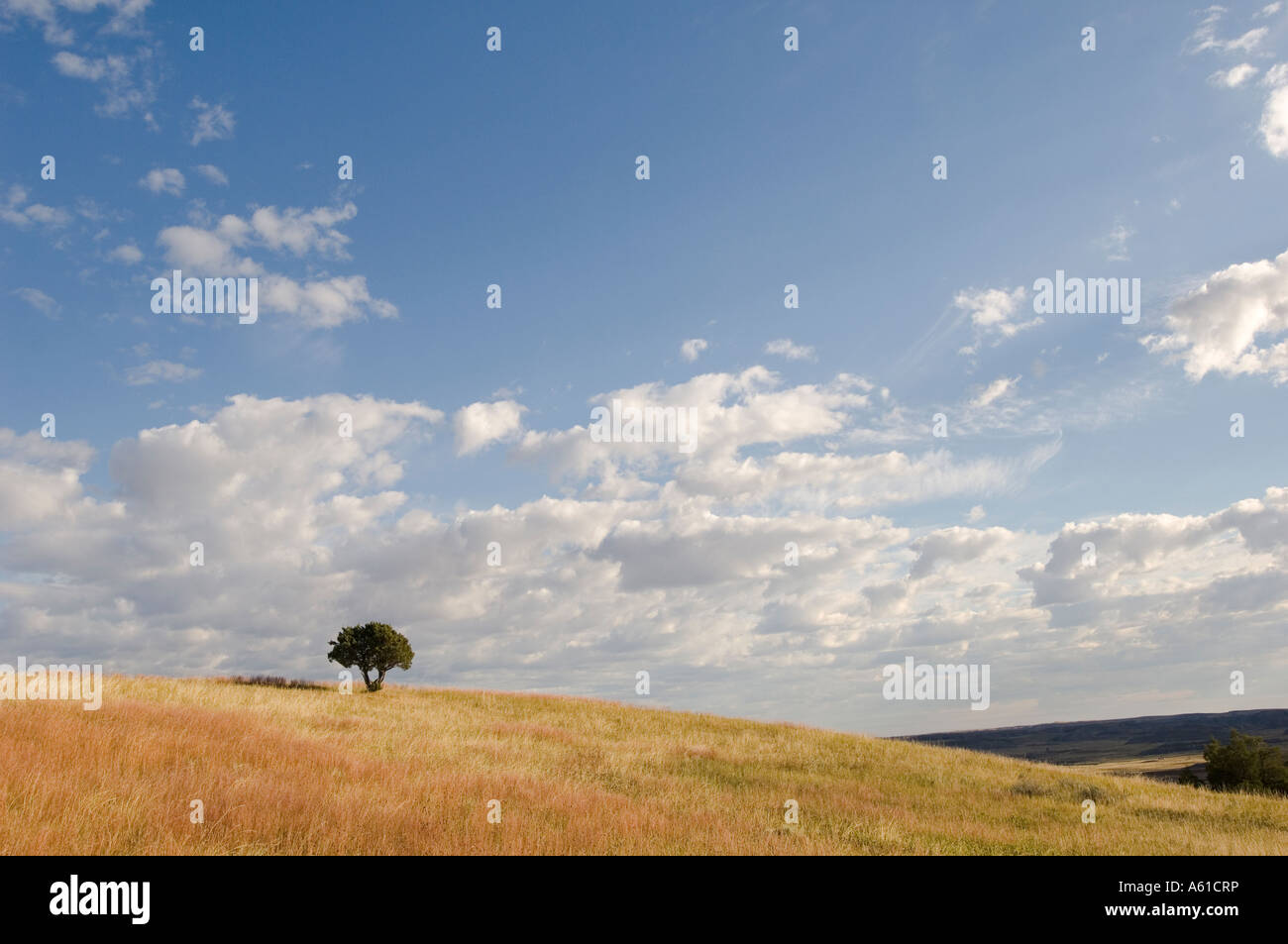 Lone tree in grasslands at Theodore Roosevelt National Park North Dakota Stock Photo