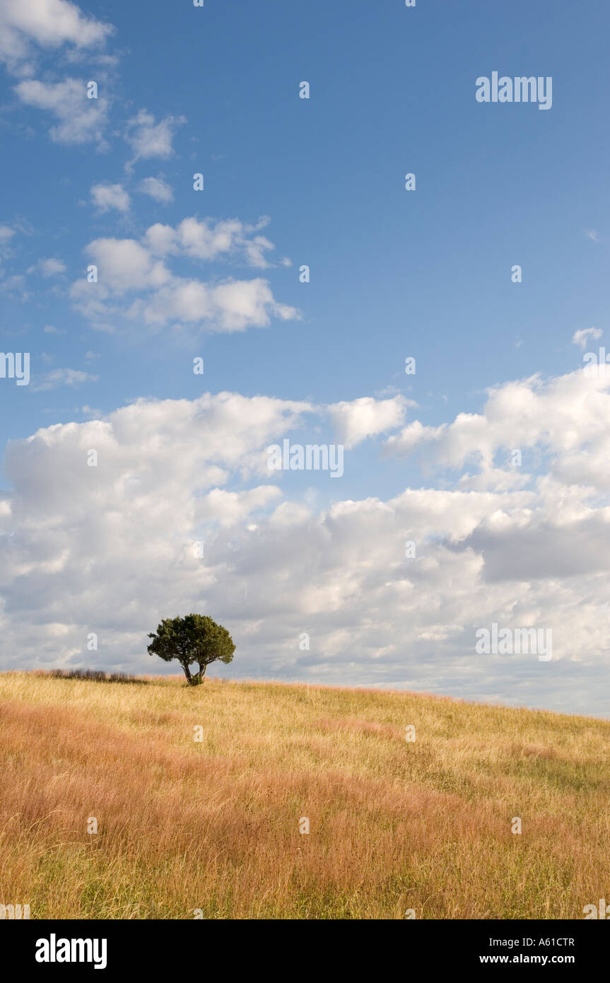 Lone tree in grasslands at Theodore Roosevelt National Park North