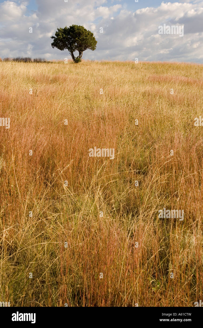 Lone tree in grasslands at Theodore Roosevelt National Park North