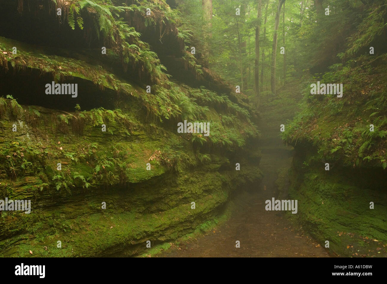 Canyon at Turkey Run State Park Indiana Stock Photo Alamy