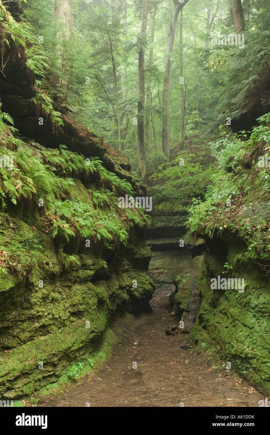 Canyon at Turkey Run State Park Indiana Stock Photo Alamy