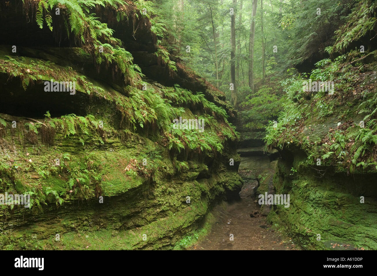 Canyon at Turkey Run State Park Indiana Stock Photo Alamy