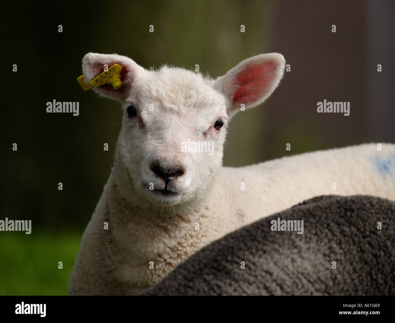 Cute little young lamb looking into the camera portrait face head Stock Photo