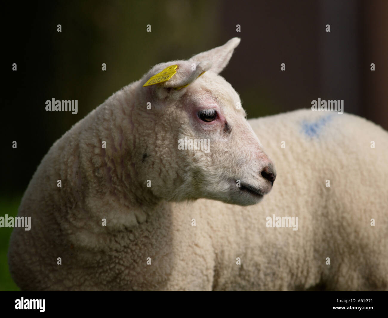 side view of young cute woolly lambs head Stock Photo