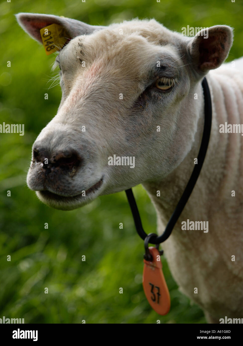 Portrait of a sheep with several tags that has just been shaved sheepish look grass Stock Photo