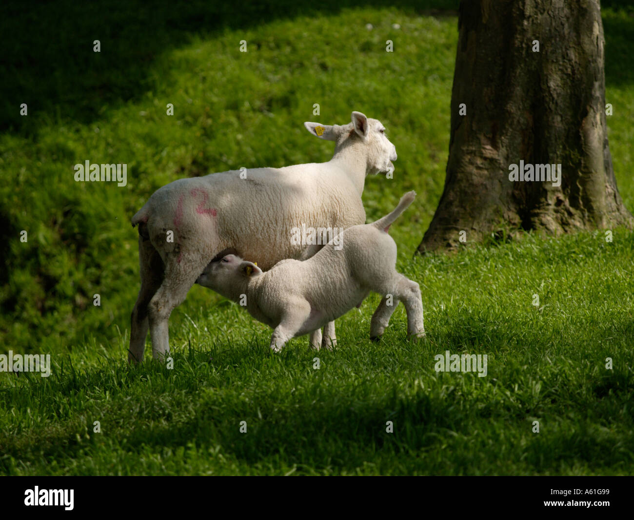 Mother sheep with suckling lamb in green field with trees Stock Photo ...
