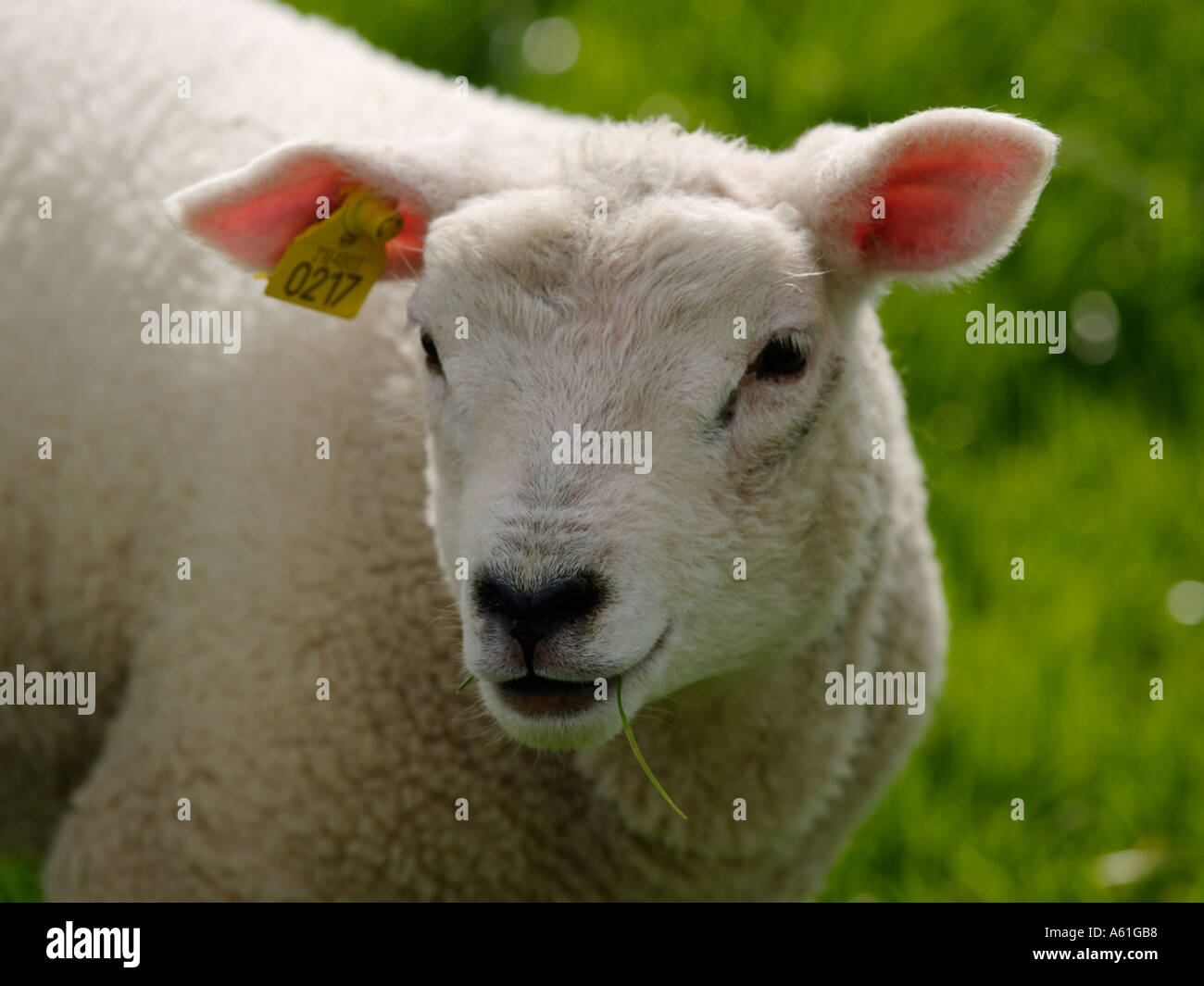 Portrait of a cute little young lamb spring in the Netherlands Stock Photo