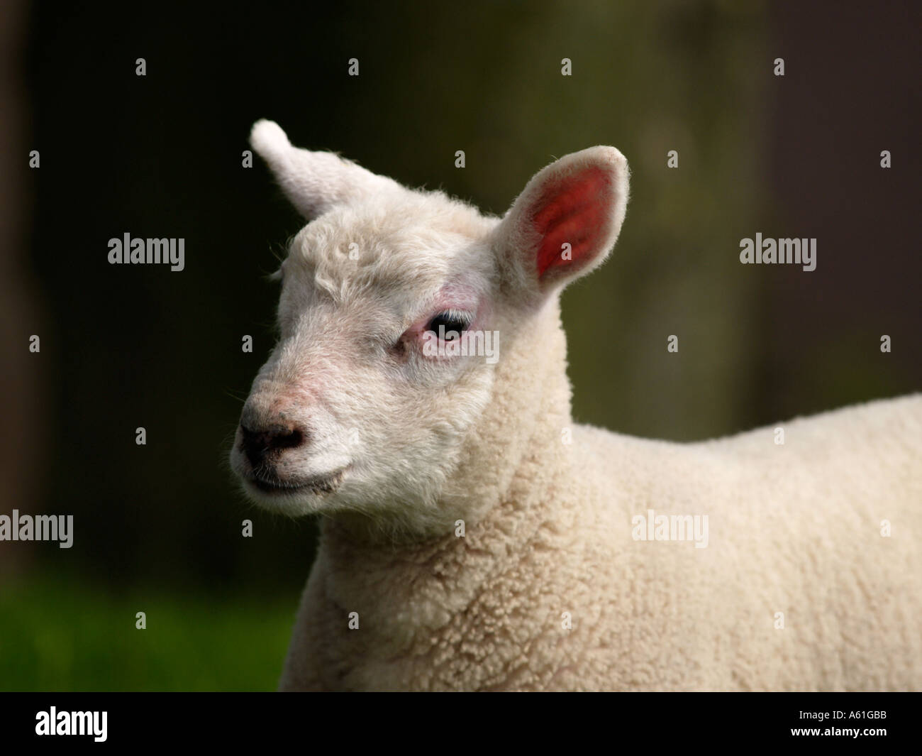 Portrait of a cute little young lamb spring in the Netherlands Stock Photo