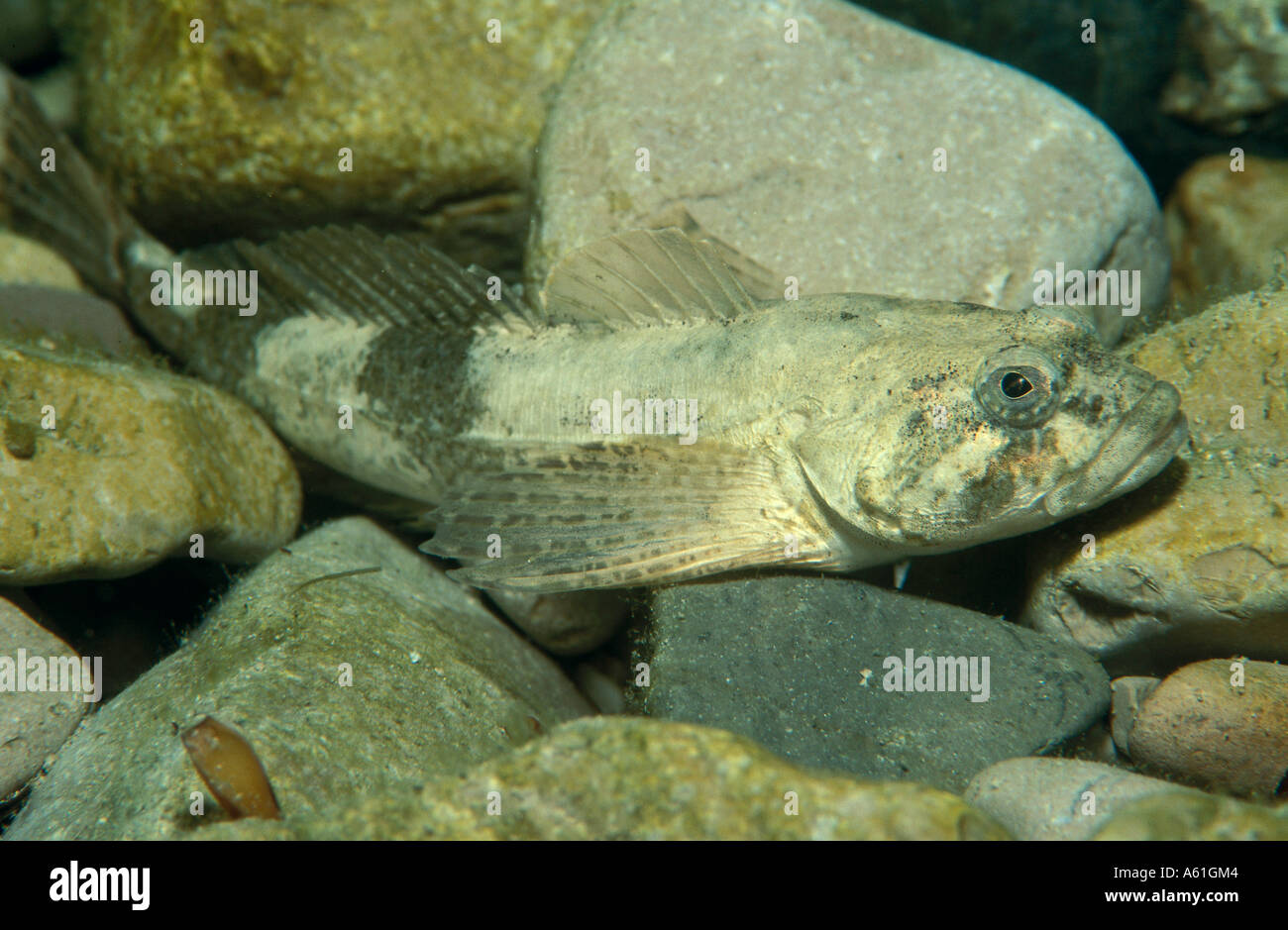Close-up of European bullhead (Cottus gobio) fish underwater Stock Photo
