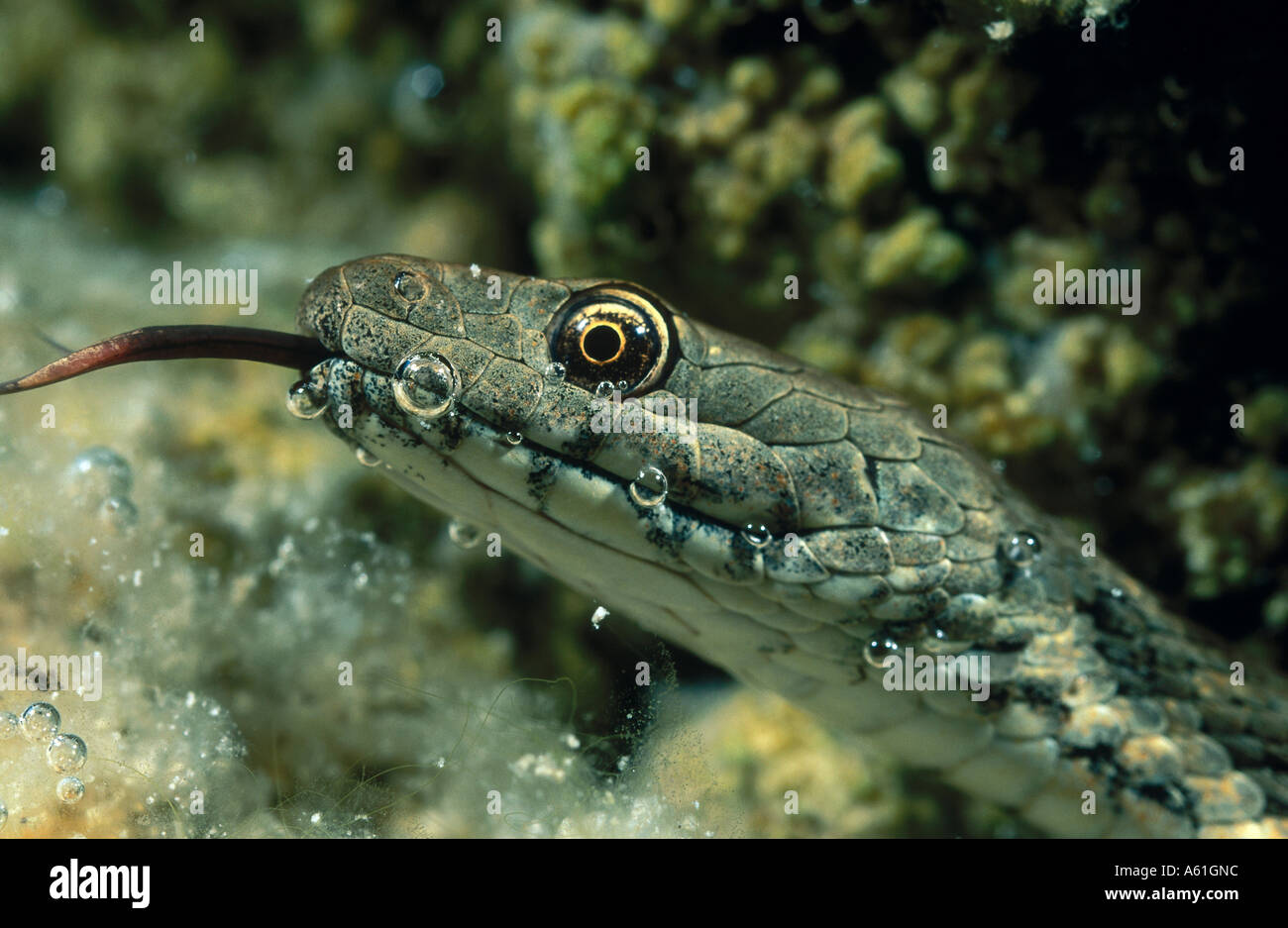 Close-up of Dice snake (Natrix tessellata) underwater Stock Photo