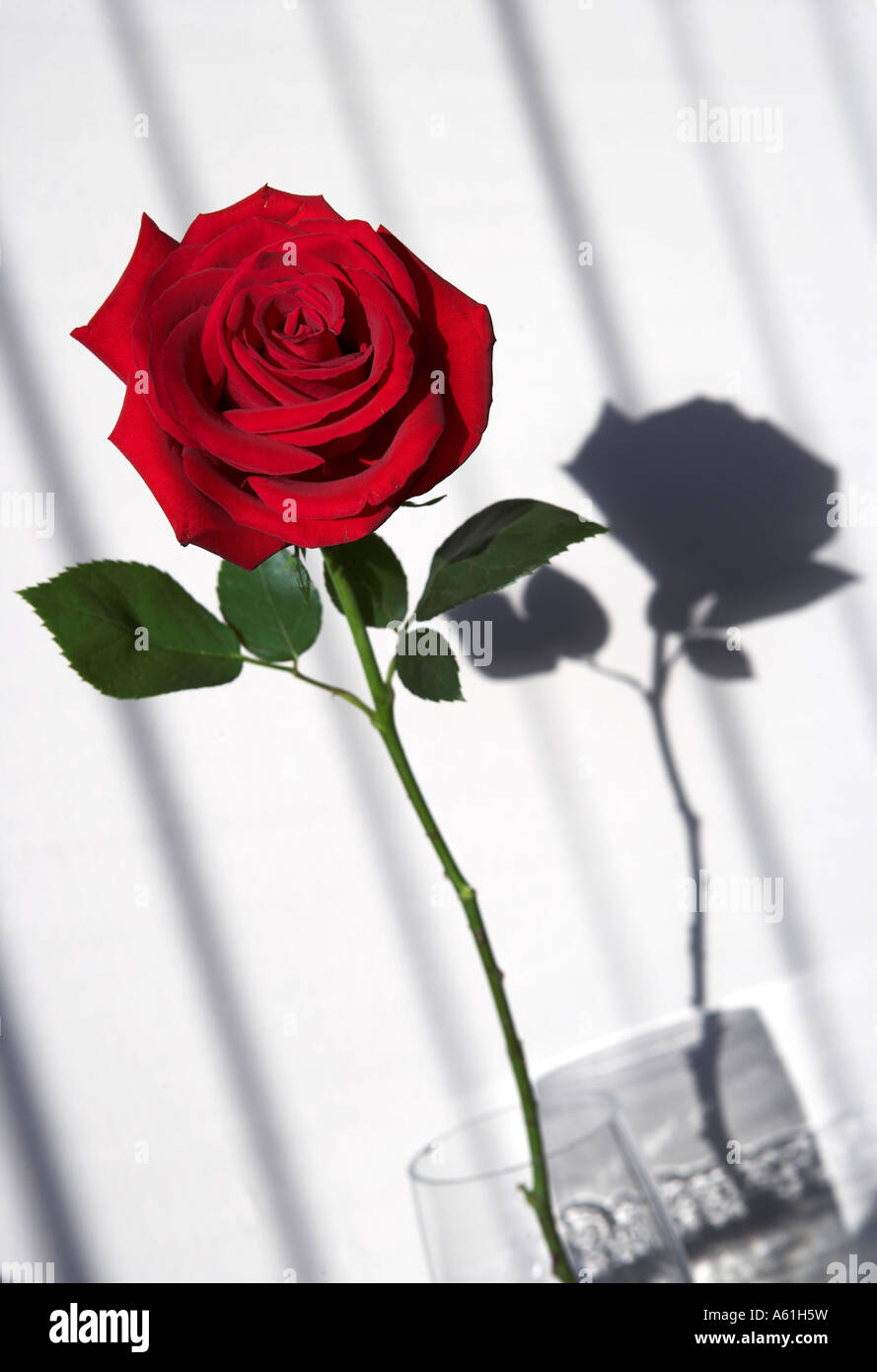 An artistic image of a single red rose standing upright against a white ...