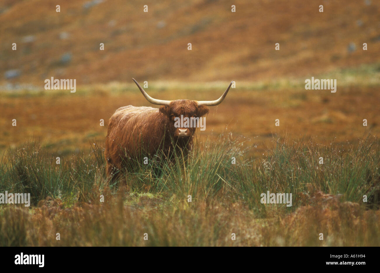 Scottish Highland Cow in autumn valley Stock Photo - Alamy