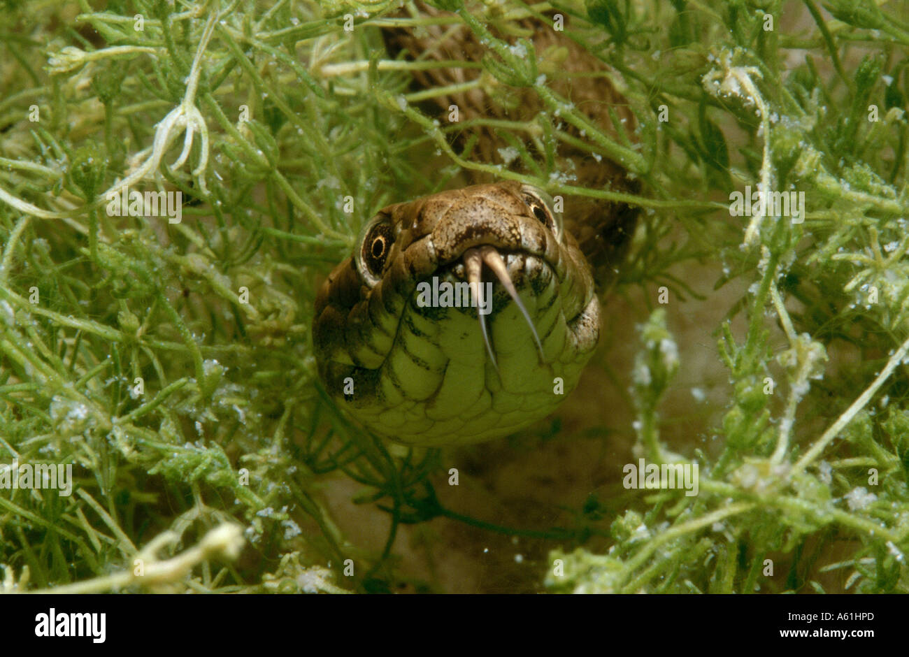 Close-up of Dice snake (Natrix tessellata) swimming underwater Stock Photo