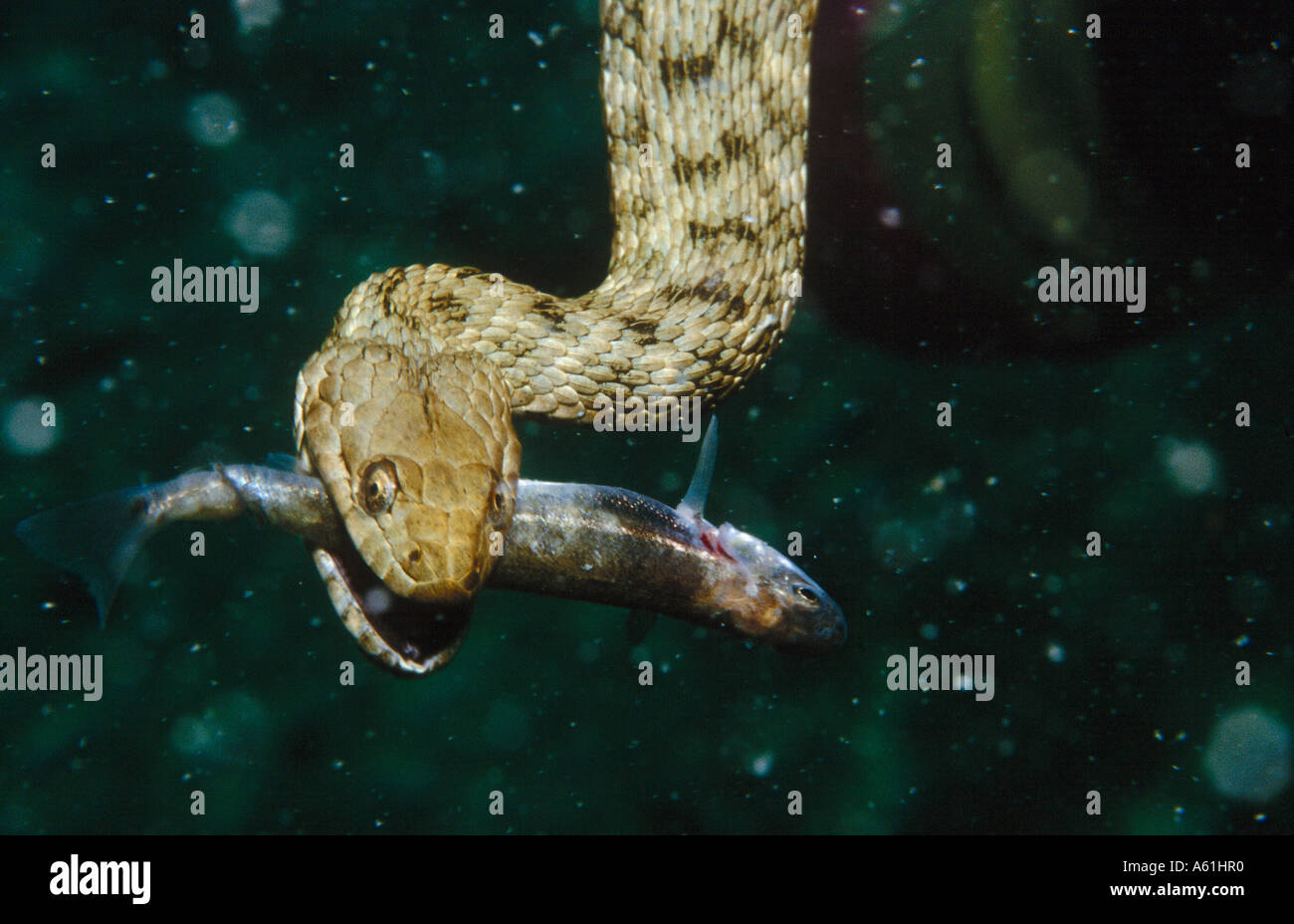 Close-up of Dice snake (Natrix tessellata) with prey underwater Stock Photo