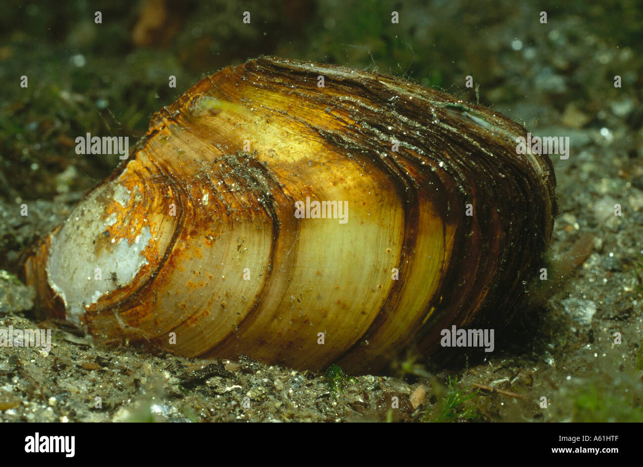 Close-up of Swan mussel (Anodonta cygnea) in underwater, Austria Stock Photo