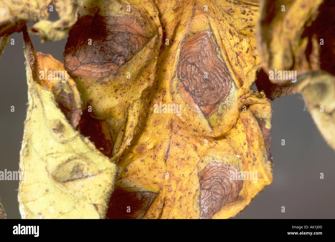 Target spot disease a.k.a. early Blight symptoms on potato leaves Stock Photo Alamy