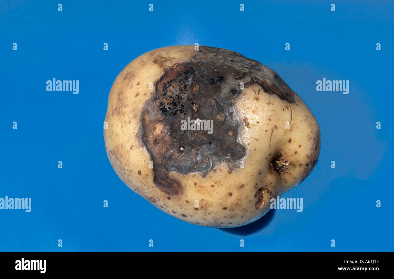 Gangrene or phoma on potato tuber Stock Photo