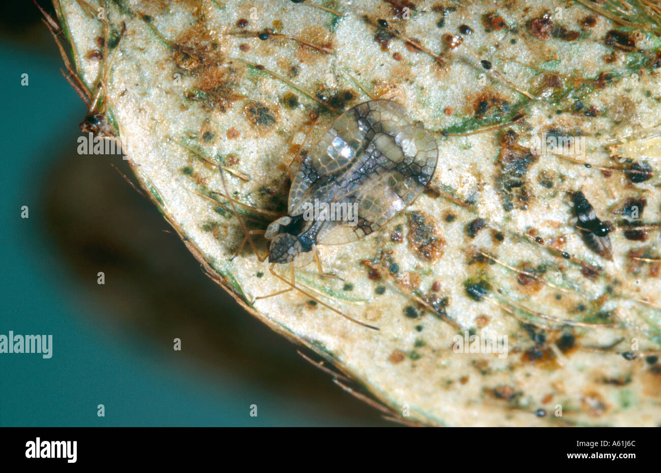 Azalea lace bug on underside of Azalea leaf Stock Photo