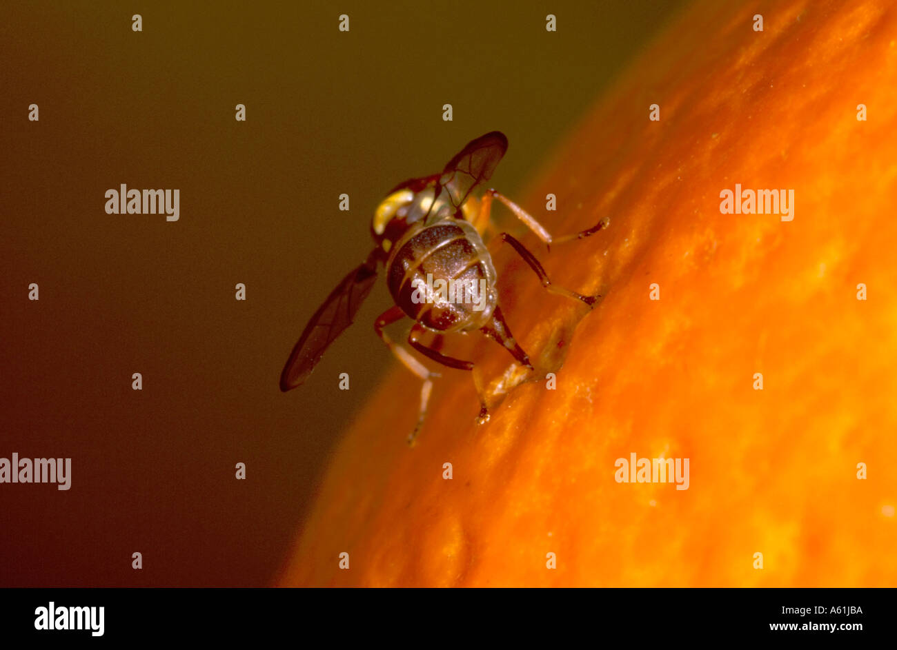 Queensland fruit fly hires stock photography and images Alamy